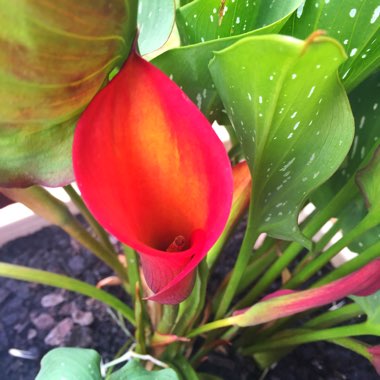 Zantedeschia 'Red Alert'