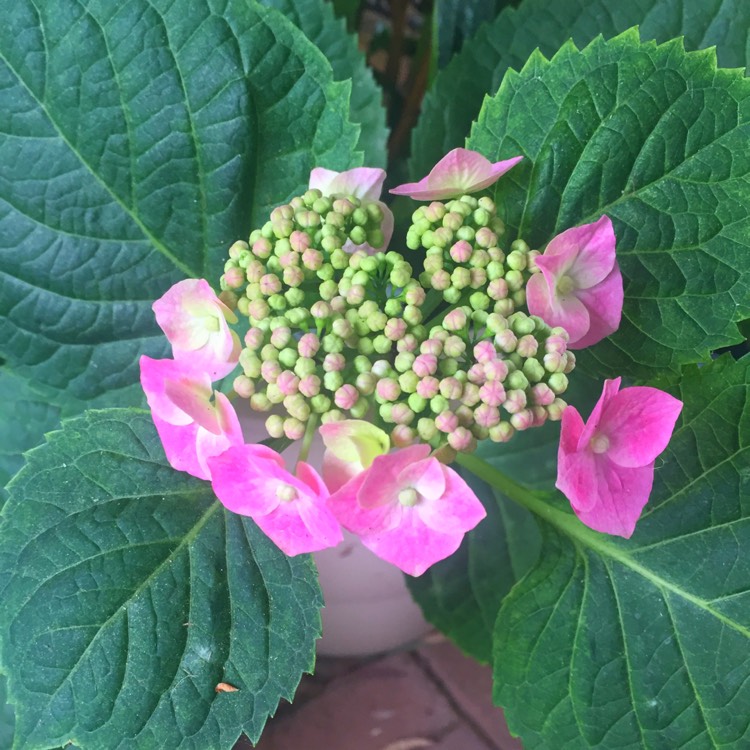 Plant image Hydrangea macrophylla 'Blauling'