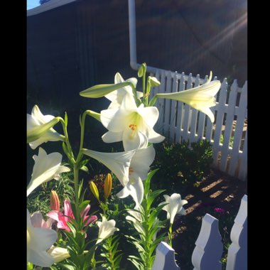 Lilium longiflorum 'White Heaven'