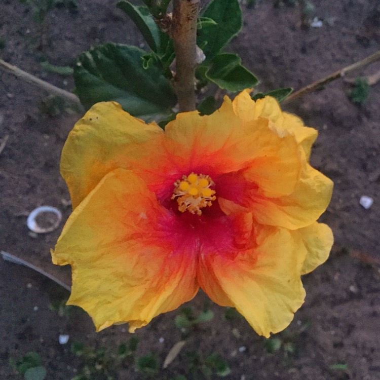 Plant image Hibiscus rosa-sinensis 'Rio Clara'