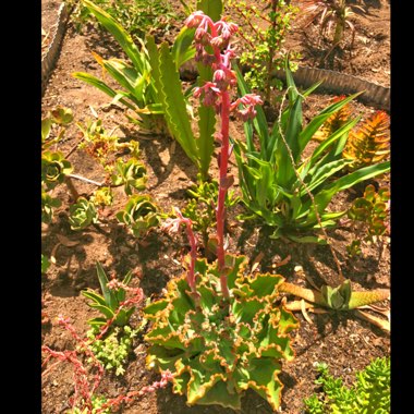 Echeveria Dick's Pink