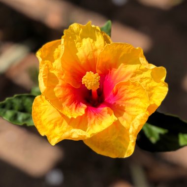 Hibiscus rosa-sinensis 'Rio Clara'