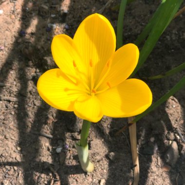 Sternbergia lutea