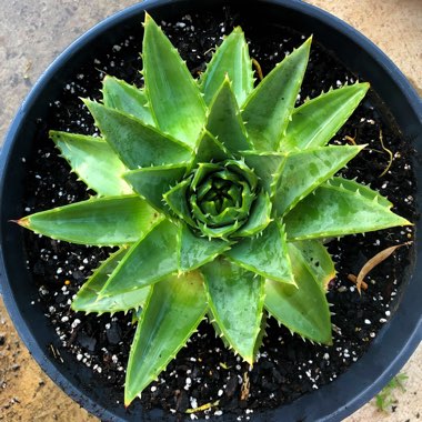 Aloe Polyphylla