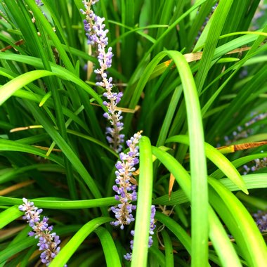 Liriope gigantea syn. Liriope muscari 'Evergreen Giant', Liriope 'Gigantea'