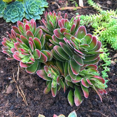 Crassula Ciliata