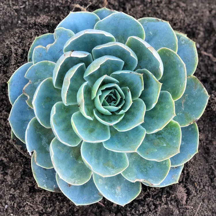 Plant image Echeveria Domingo