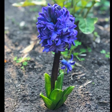 Hyacinthus orientalis 'Delft Blue'