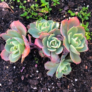 Echeveria Briar Rose