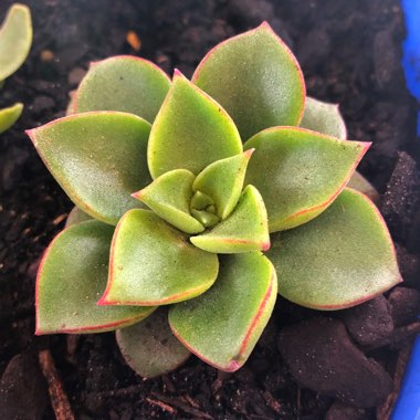 Echeveria Longissima var. Longissima