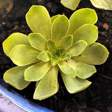 Aeonium Aureum