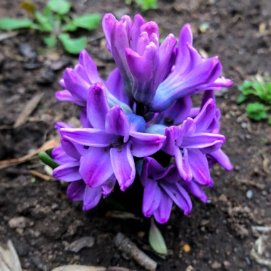 Hyacinthus orientalis 'Splendid Cornelia'