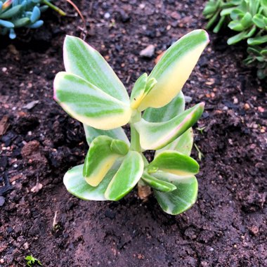 Crassula ovata 'Tricolor'