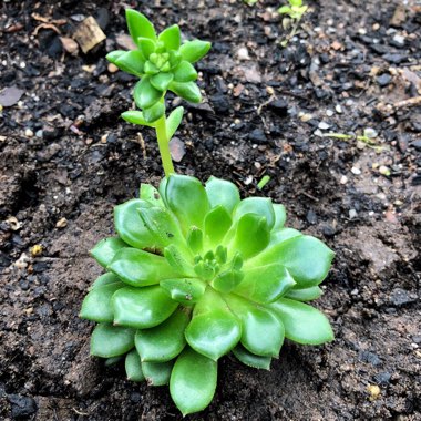 Echeveria Ron Evans