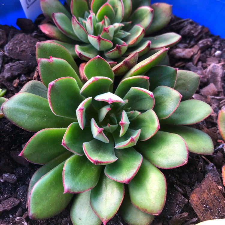 Plant image Echeveria Joan Daniel