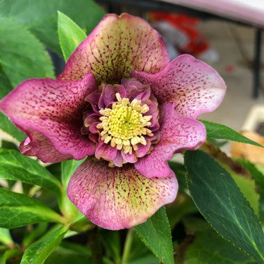 Helleborus x hybridus 'Tutu'