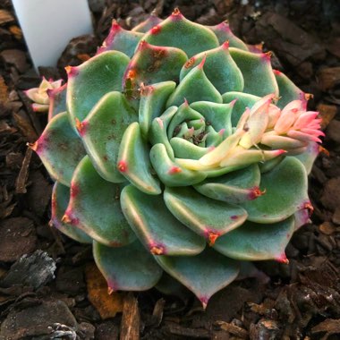 Echeveria Halbingeri