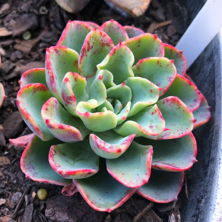 Plant image Echeveria Lara