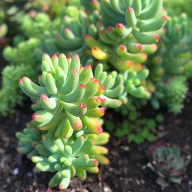 Sedum pachyphyllum