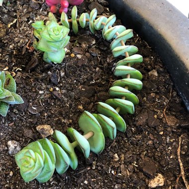 Crassula perforata x Crassula rupestris var marnieriana 'Baby Necklace'