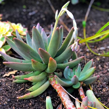 x Pachyveria glauca 'Little Jewel'