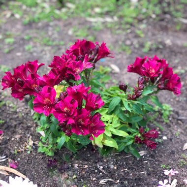 Alstroemeria 'Zaprilou' (Princess Series) syn. Alstroemeria 'Princess Louise', Alstroemeria 'Colorita Louise'