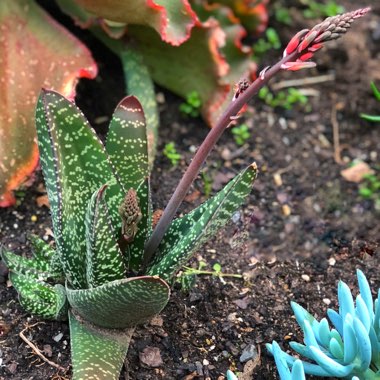 Gasteria