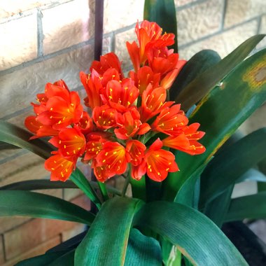 Clivia miniata