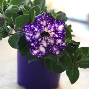 Petunia 'Starry Night'