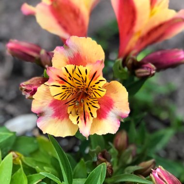 Alstroemeria 'Staprisara' (Princess Series) syn. Alstroemeria 'Princess Sara', Alstroemeria 'Colorita Sara'