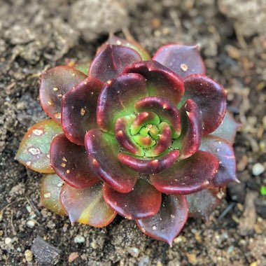 Echeveria Black Prince