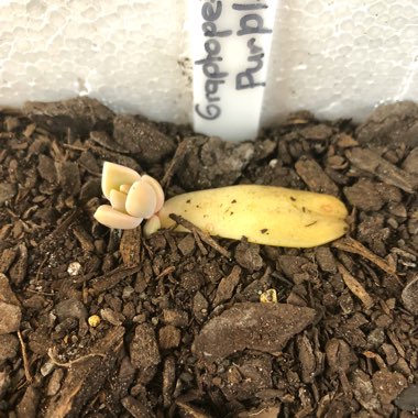 Graptopetalum Purple Haze