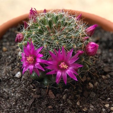 Mammillaria zeilmanniana