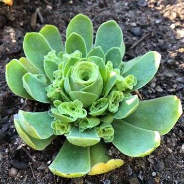 Aeonium Aureum