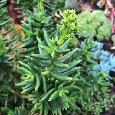 Crassula 'Tetragona'