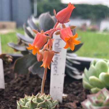 Echeveria Halbingeri