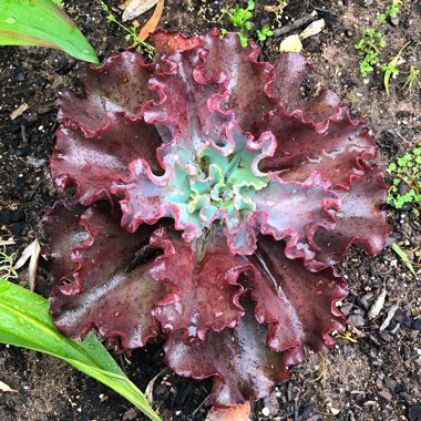 Echeveria Zorro