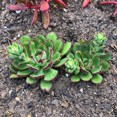 Echeveria Joan Daniel