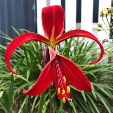 Sprekelia formosissima syn. Amaryllis formosissima