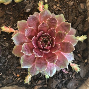 Sempervivum Topaz