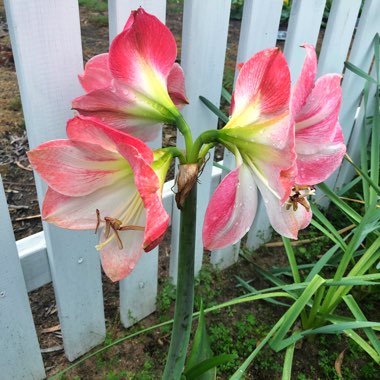 Hippeastrum 'Milady'