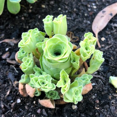 Aeonium Aureum