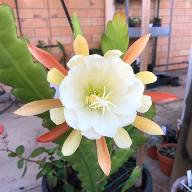 Epiphyllum