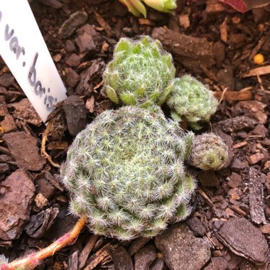 Sempervivum Ciliosum var. Borisii