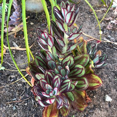 Echeveria Nodulosa