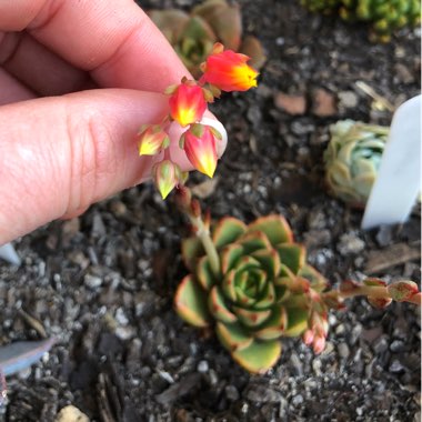 Echeveria Shamrock