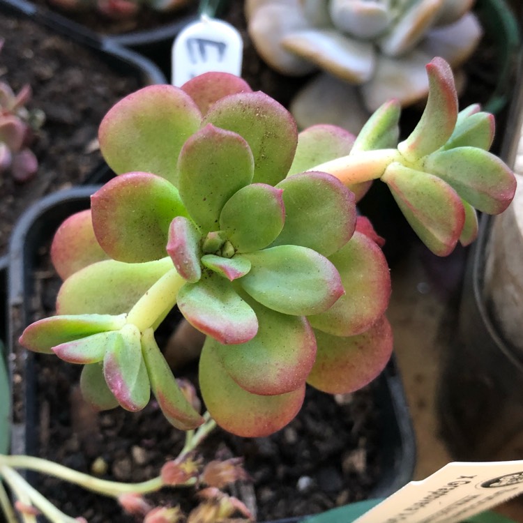 Plant image Echeveria Skinneri