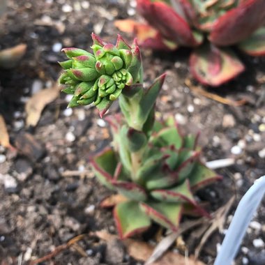 Echeveria Longissima var. Longissima