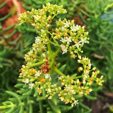 Crassula 'Tetragona'