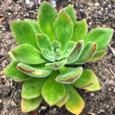 Echeveria Setosa Giant